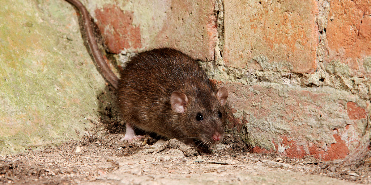 A wounded and desperate party